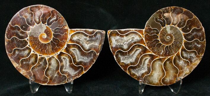 Polished Ammonite Pair - Million Years #15899